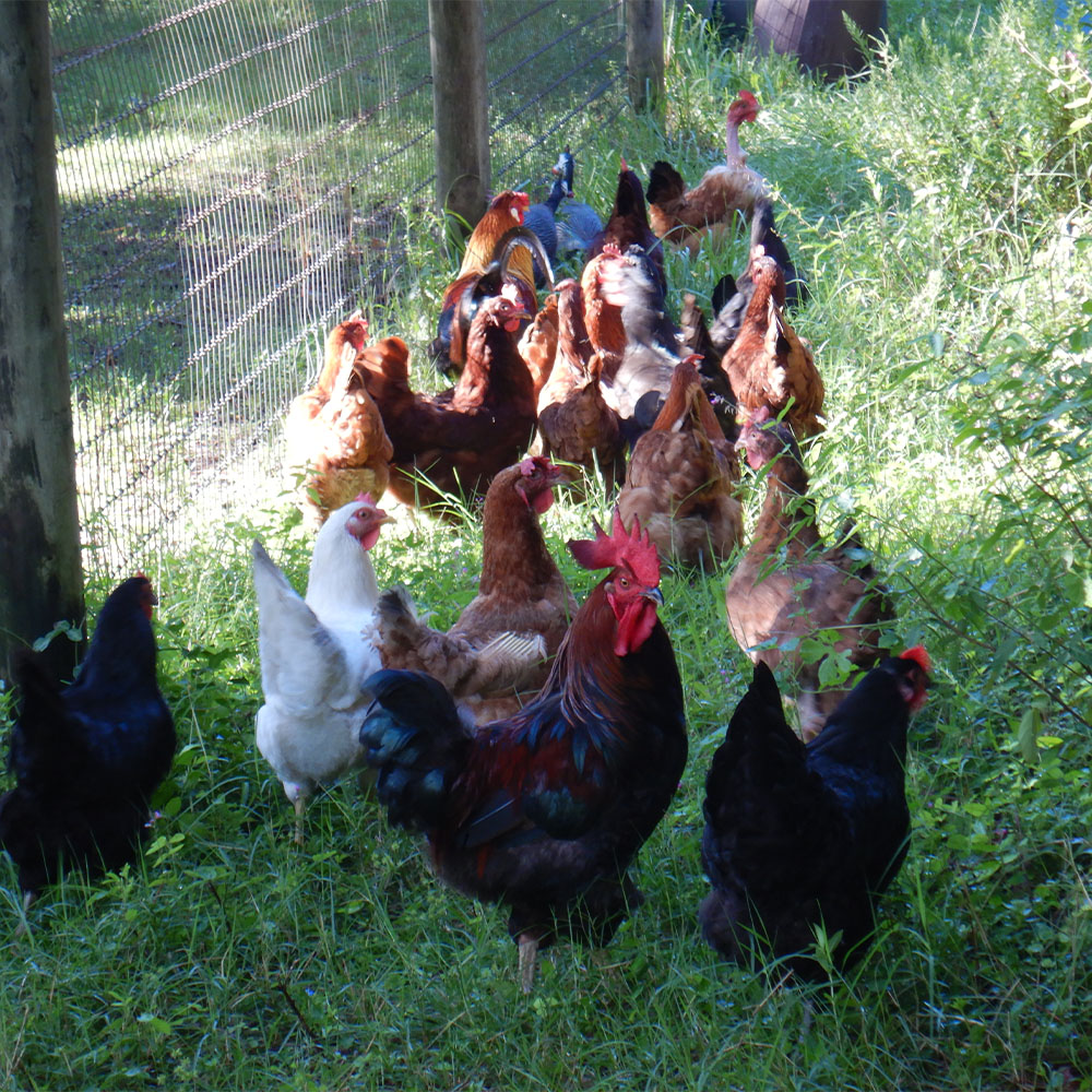 Chickens on a Farm
