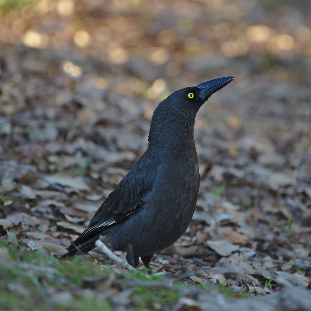 Australian Currawong