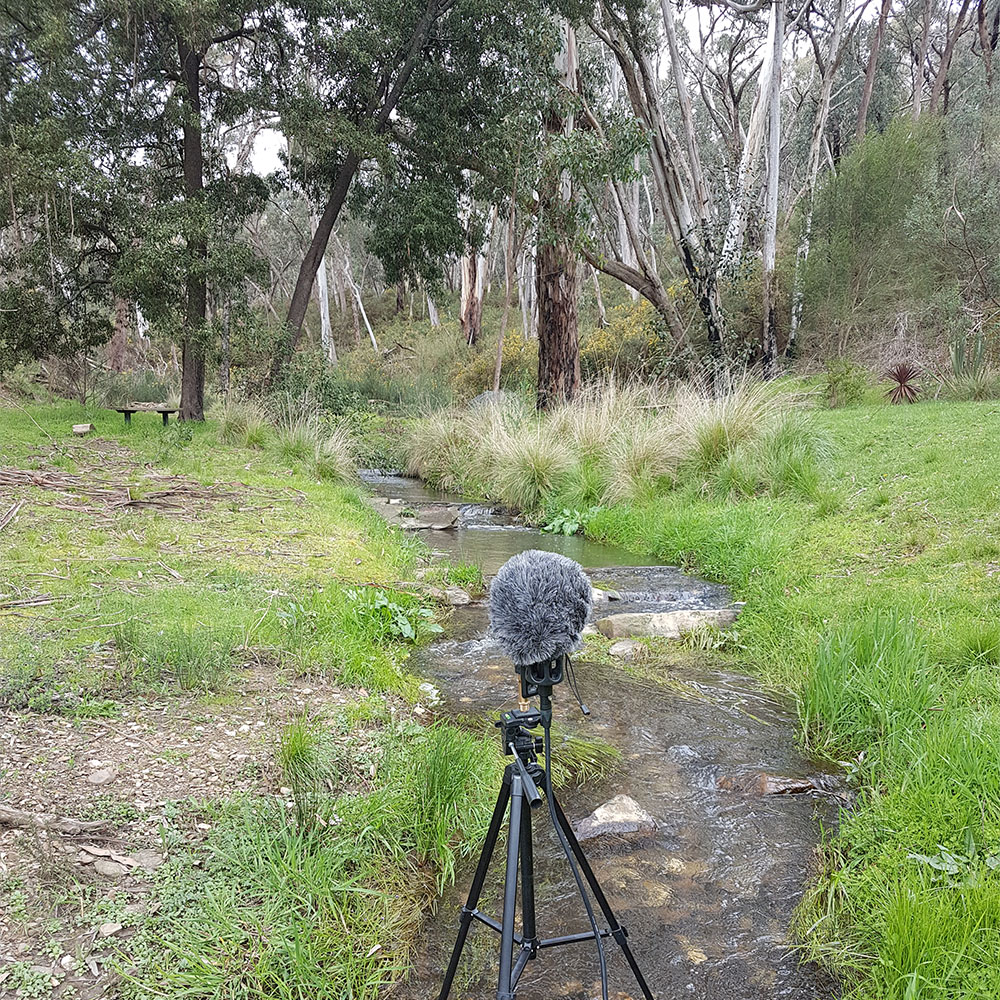 Waterhole Frogs Day