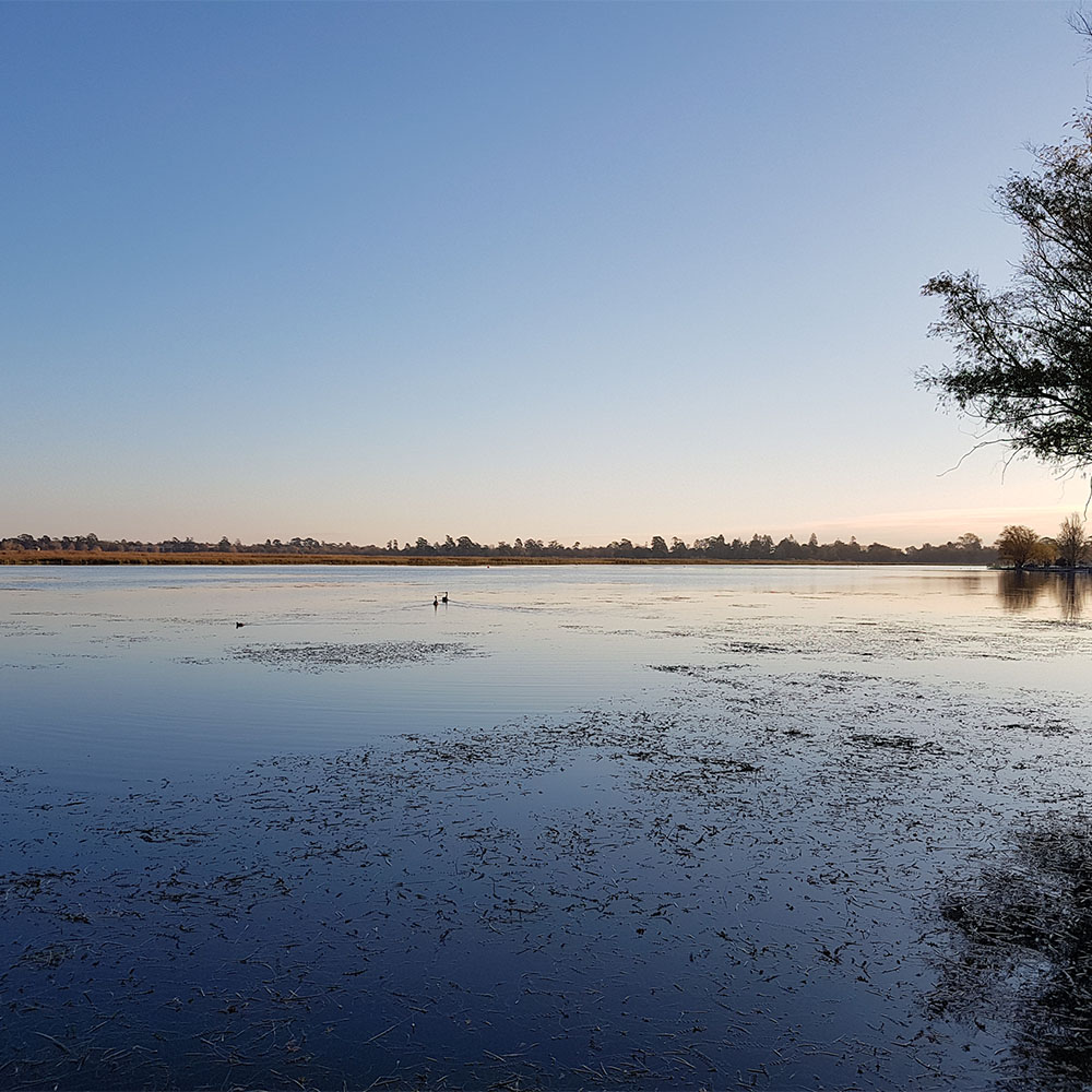 Jubilee Lake Birds