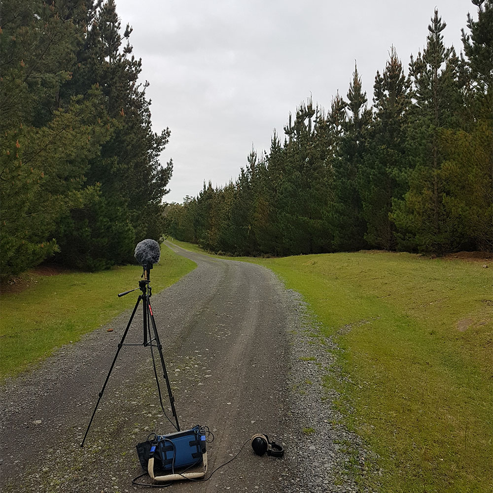 Pine Forest