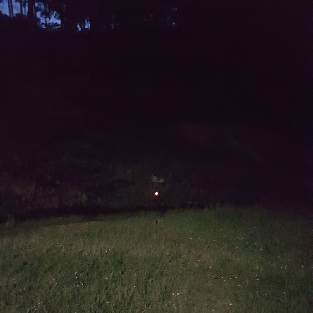 Cicadas at Dusk