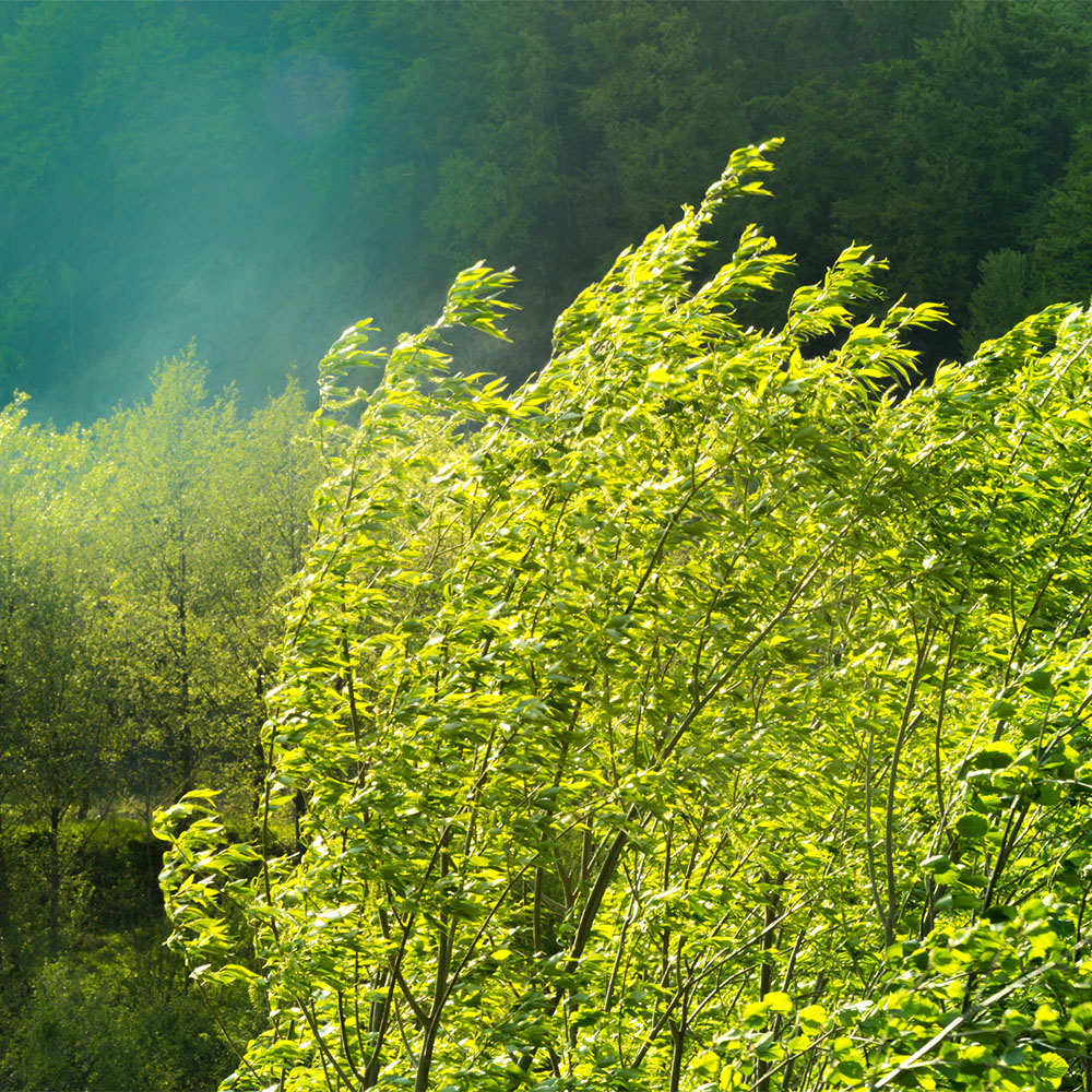 Strong Winds in a Forest