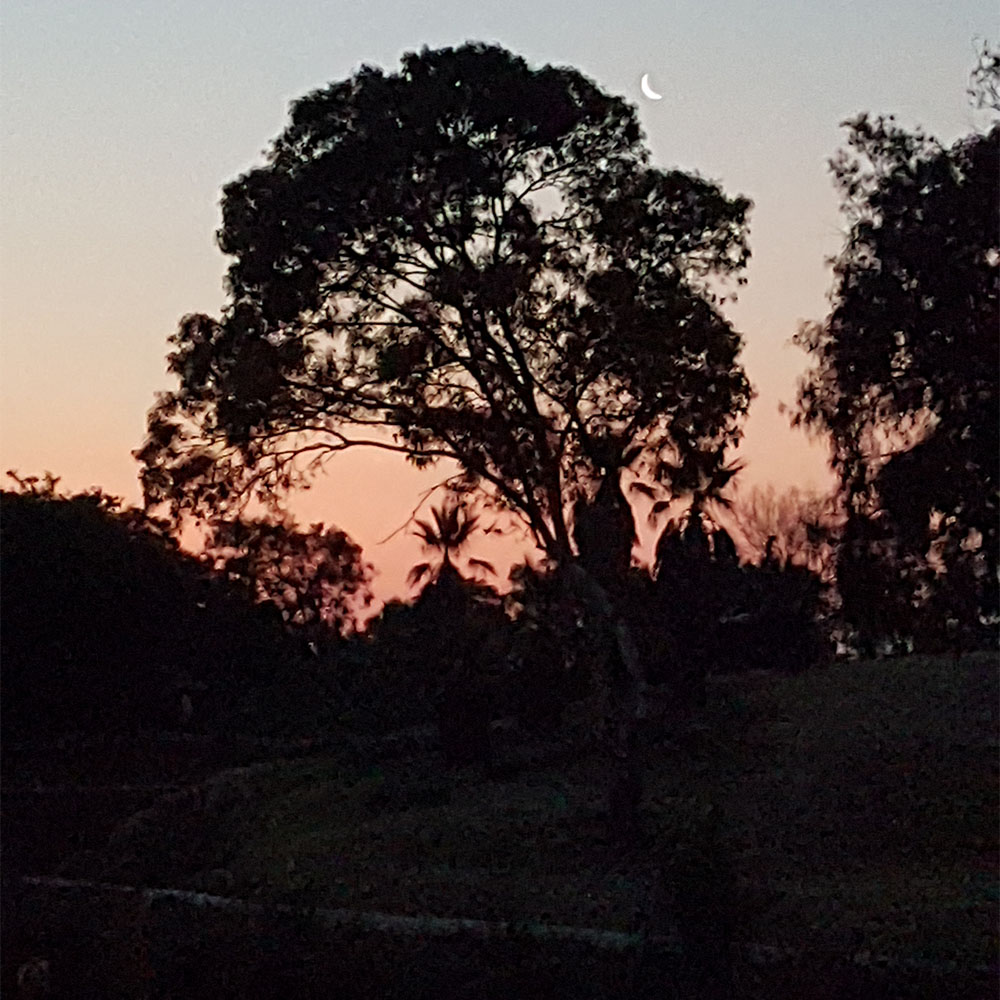 Wombat Forest Thunderstorm